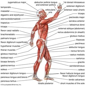 HUMAN MUSCLE SYSTEM