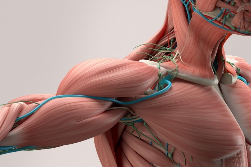 35 Facts About Muscular