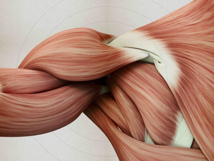 Muscular System Facts