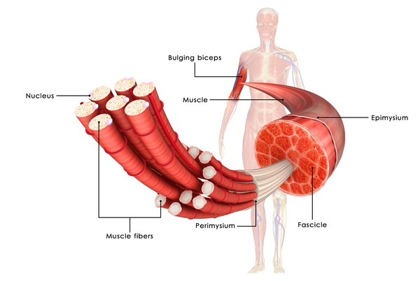 What to know about Myotonic Dystrophy