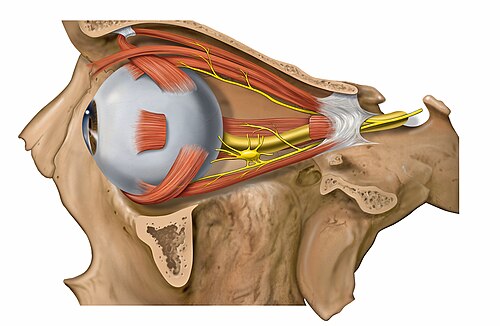 Oculopharyngeal muscular dystrophy   (OPMD)